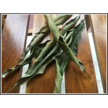 Nice Dry Mango Leaves